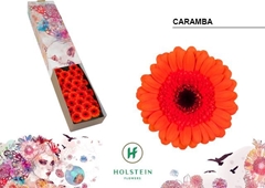 Gerbera Mini Black Center Caramba 45cm 7cm Hd
