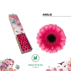 Gerbera Mini Black Center Amelie 45cm 7cm Hd