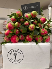 Paeonia Coral Charm 55cm