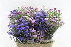 Aster Mix 80cm 30gr.
