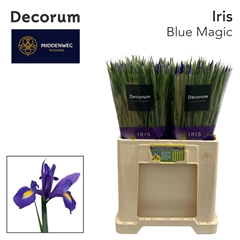 Iris Blue Magic 58cm 35gr.