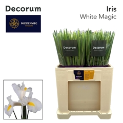 Iris White Magic 55cm 34gr.