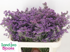 Limonium Shooting Star 70cm 40gr.