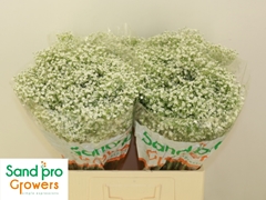 Gypsophila Paniculata Zinzi Discovery 60cm 10gr.