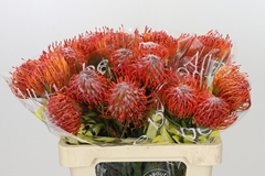 Leucospermum Tango 60cm