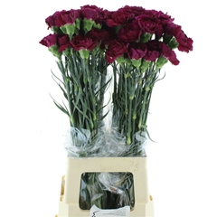 Dianthus Single Royal Damascus 70cm