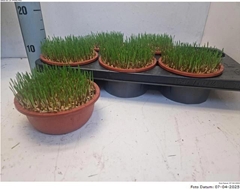 Hordeum Kitty Grass 16Ø 11cm
