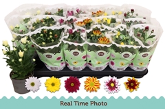 Chrysanth Mix 6 Mix 9Ø 22cm