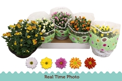 Chrysanth Mix 5 Colours 23Ø 25cm