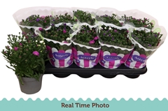 Aster Starletta Mix 12Ø 25cm