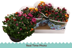 Chrysanth Mount Aubisque Mix 23Ø 27cm