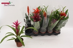 Bromelia Mix 12Ø 40cm