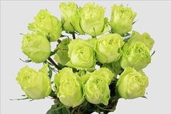 Rosa Lemonade 50cm