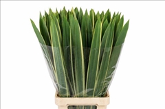 Phormium Tenax Variegatum 90cm