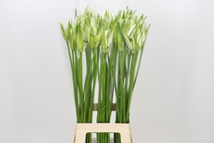 Nerine Like A Virgin 80cm