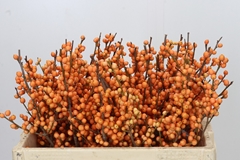 Ilex Verticillata Orange Beauty 50cm