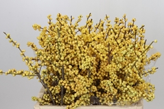 Ilex Verticillata Magical Citronella 60cm