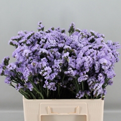 Limonium Sinuatum Donau Birds 60cm 10gr.