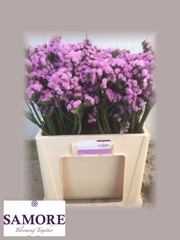 Limonium Sinuatum Rosella Sun Birds 60cm 25gr.