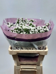 Limonium Sinuatum Silvery Sun Birds 60cm 25gr.