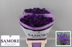 Limonium Sinuatum Navy Sun Birds 70cm 40gr.