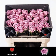 Rosa Nayeli! 70cm