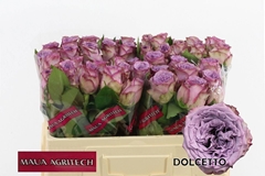 Rosa Dolcetto! 50cm