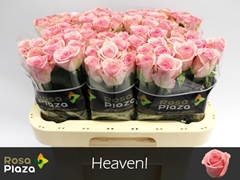 Rosa Heaven 60cm