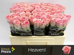 Rosa Heaven 50cm