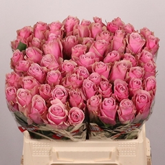 Rosa Athena Royale 40cm