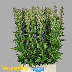 Aconitum Carmichaelii Arendsii 100cm