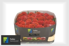 Celosia Reprise Orange 72cm