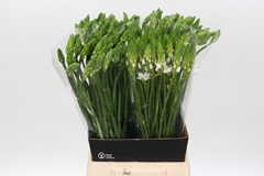 Ornithogalum Thyrsoides 60cm