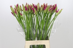 Nerine Favourite 70cm