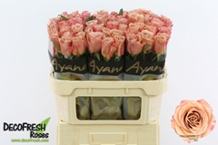Rosa Moccachino 70cm