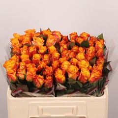 Rosa Marie-claire! 50cm