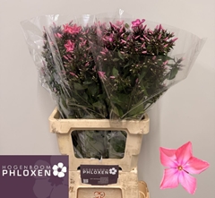 Phlox Windsor 60cm