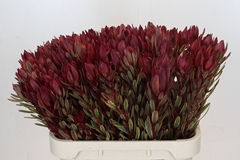 Leucadendron Jester 80cm