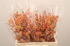 Ilex Verticillata Magical Daydream 40cm