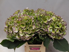 Hydrangea Verena Blue Classic 60cm 21-23cm Hd