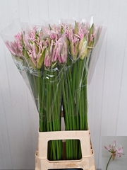 Nerine Berenice 80cm