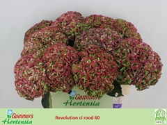 Hydrangea Revolution Classic 60cm 15-17cm Hd