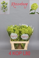 Viburnum Opulus Roseum 80cm 4-hd