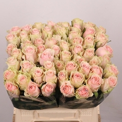 Rosa Frutteto 40cm