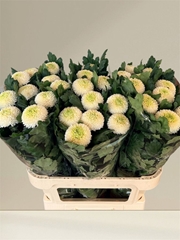 Chrysanth Single Boris Becker 75cm 90gr.