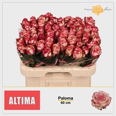 Rosa Paloma 60cm