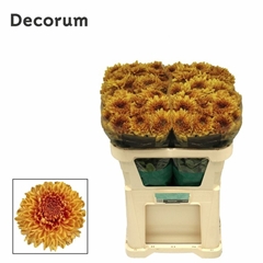 Chrysanht Single Jackfruit 70cm 105gr.