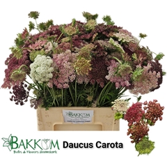 Daucus Carota Dara 60cm