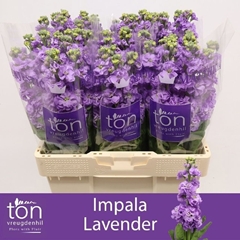Matthiola Lavender 57cm