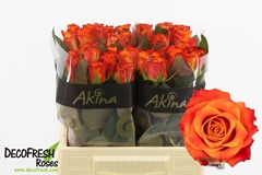 Rosa Mariyo! 40cm